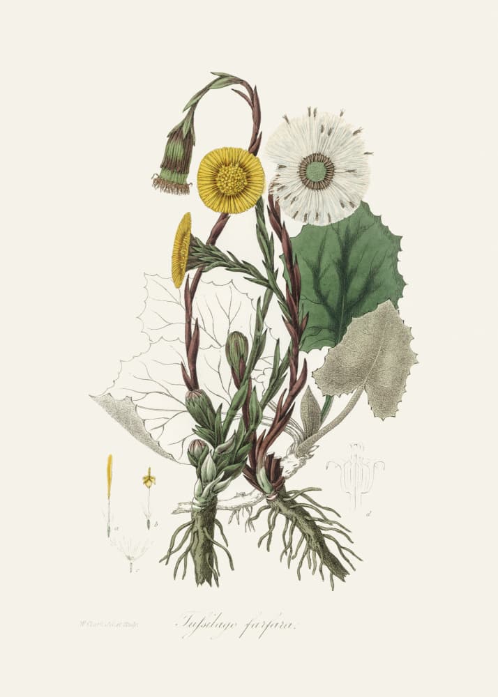 Coltsfoot (tussilago Farfara)  Medical Botany by John Stephenson and James Morss Churchill — canvas wall art