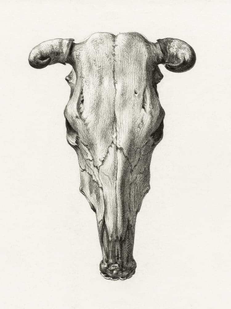 Skull of a Cow Front  View(1816)