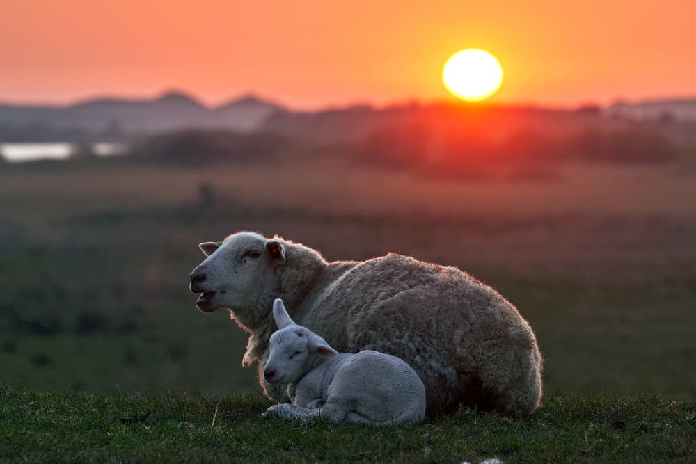 Golden Hour Sheep Family by Bodo Balzer — canvas wall art