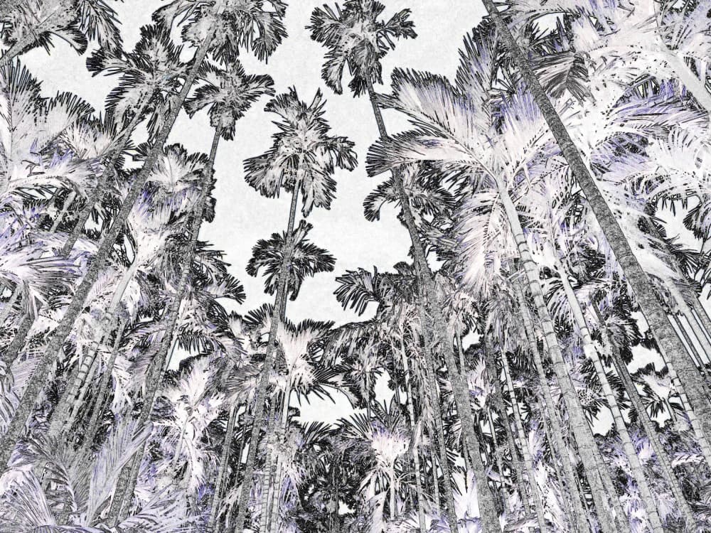 Skyward Palm Forest by Santhosh ch — canvas wall art