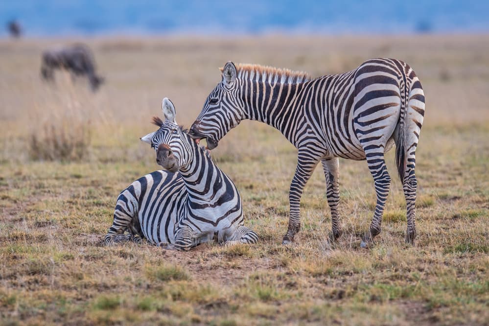 Zebras Grooming Together by Jeffrey C. Sink — canvas wall art