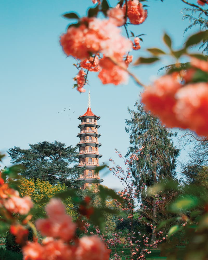 Pagoda Spring Blossoms by Gabor Estefan — canvas wall art
