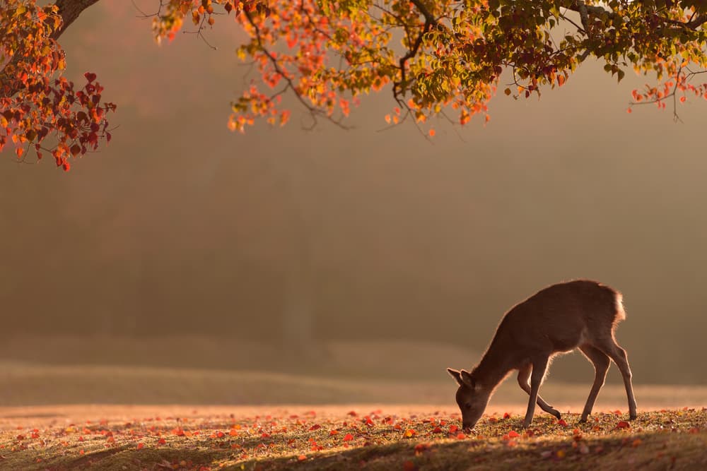 Deer in Autumn Light by Yoshinori Matsui — canvas wall art