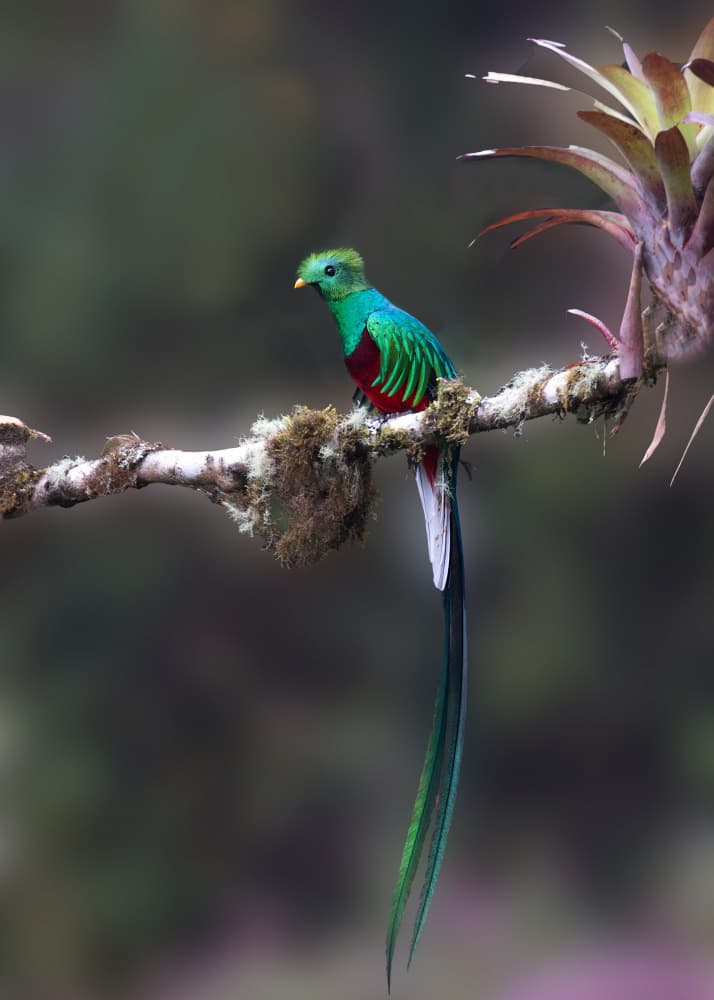 Majestic Tropical Quetzal by Dennis Zhang — canvas wall art