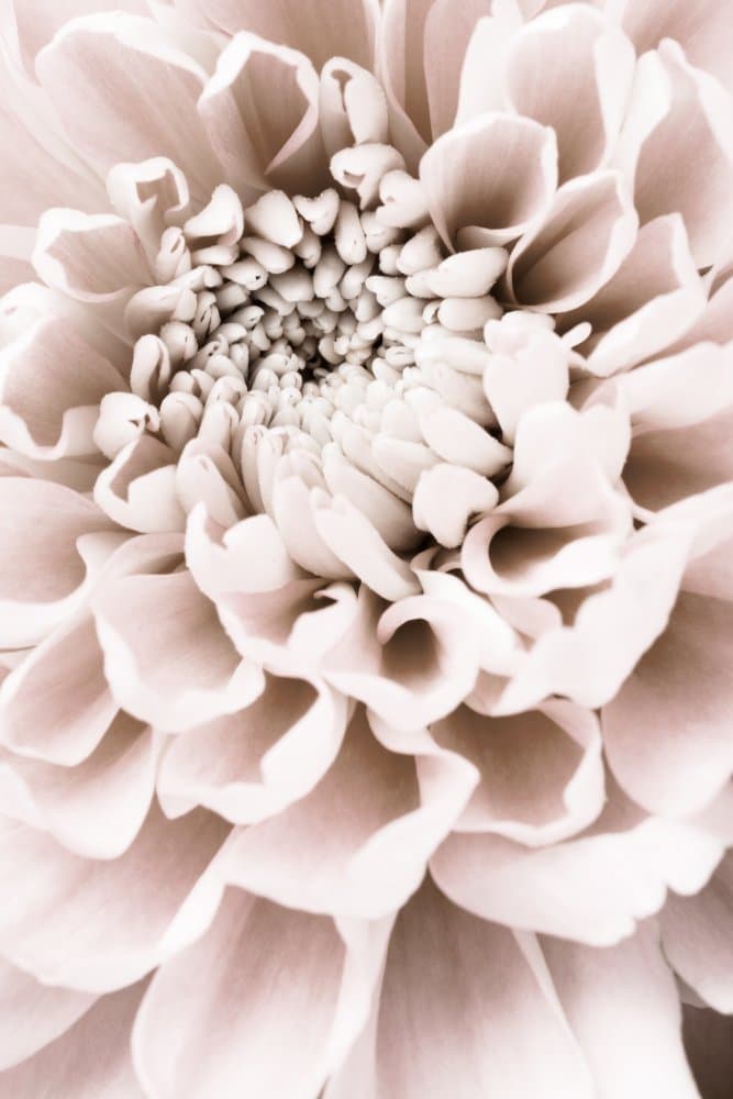 Soft Blush Dahlia by Pictufy Studio III — canvas wall art