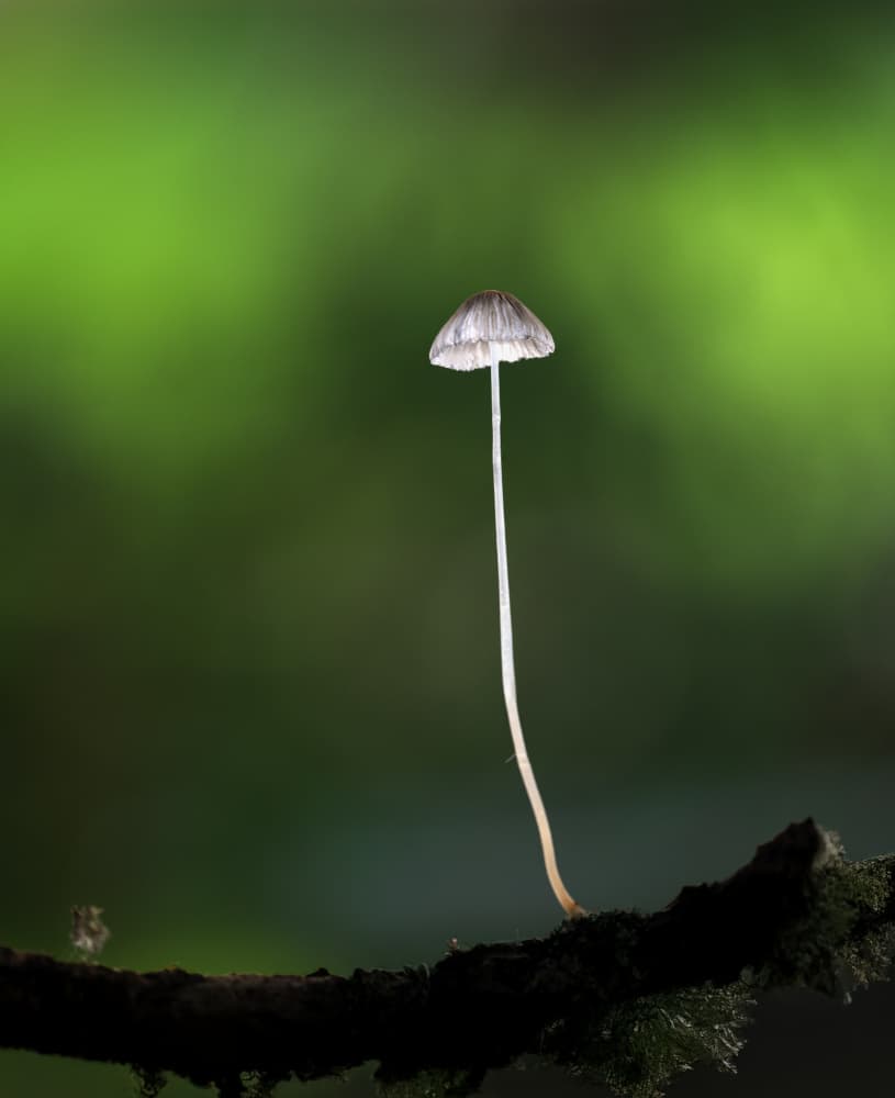 Green Forest Mushroom by Summer2016 — canvas wall art