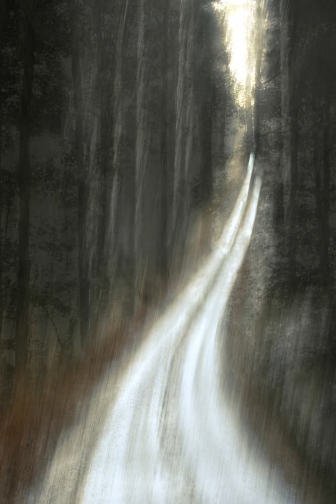 Luminous Forest Path by Christina Sillen — canvas wall art