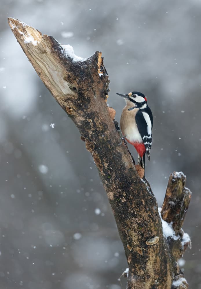 Woodpecker in Winter Snow by Marco Barisone — canvas wall art