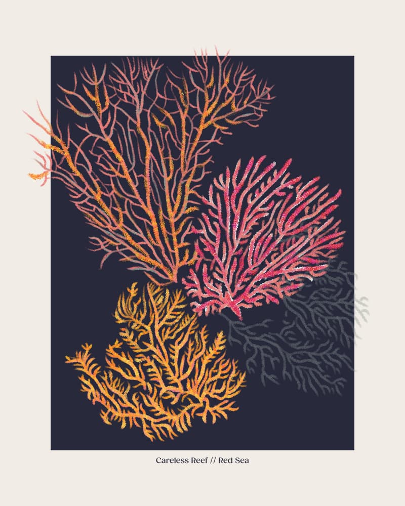 Colorful Red Sea Coral