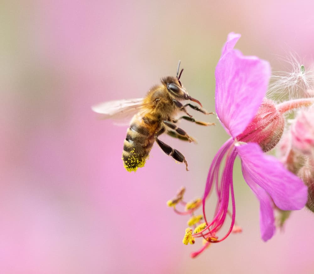 Honey Bee Pink Bloom by Danny Mendoza — canvas wall art