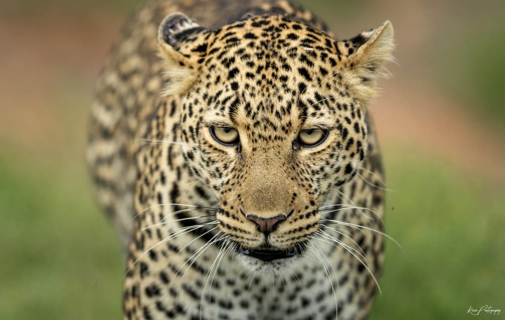 Intense Leopard Gaze by Roshkumar — canvas wall art