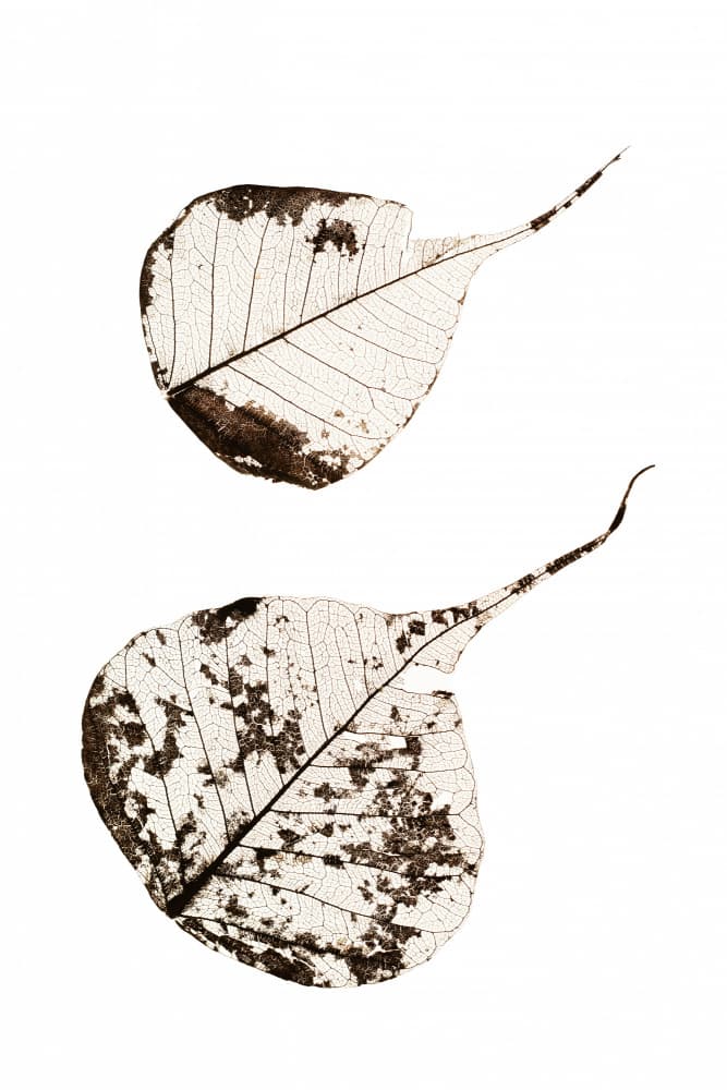 Delicate Leaf Skeletons by Tal Paz-Fridman — canvas wall art