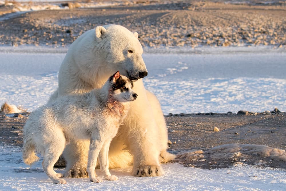 Arctic Bear Puppy by Alessandro Catta — canvas wall art