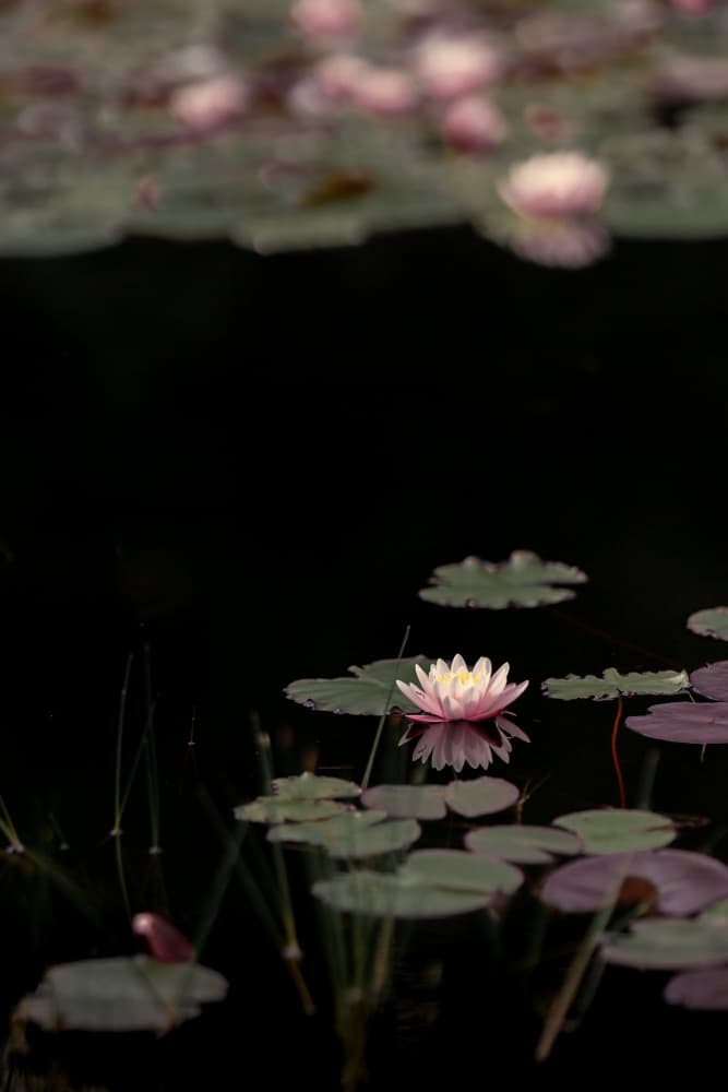 Serene Pink Lily Pond by Mayra Pama — canvas wall art