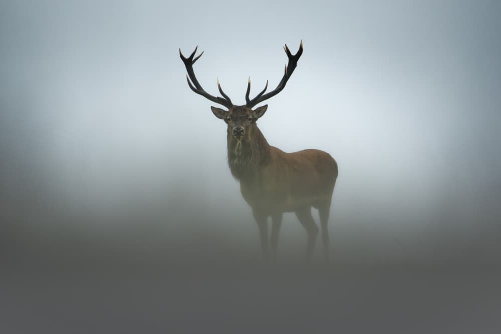 Majestic Stag In Fog