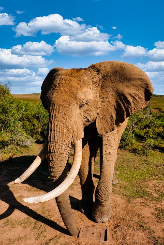Majestic African Elephant by Dan Edwards — canvas wall art