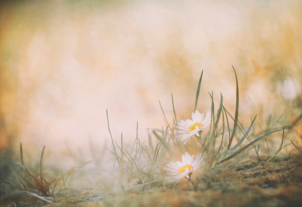 Peaceful Meadow Daisies by Jana Ajlec — canvas wall art