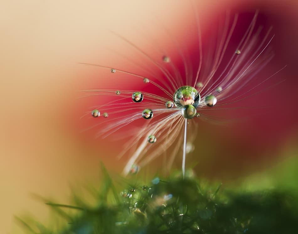 Dandelion Dew Drops by Heidi Westum — canvas wall art