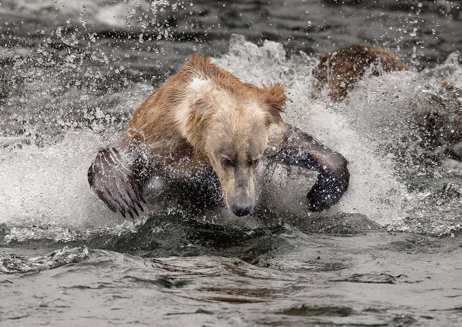Bear Fishing Splash by Roman Golubenko — canvas wall art