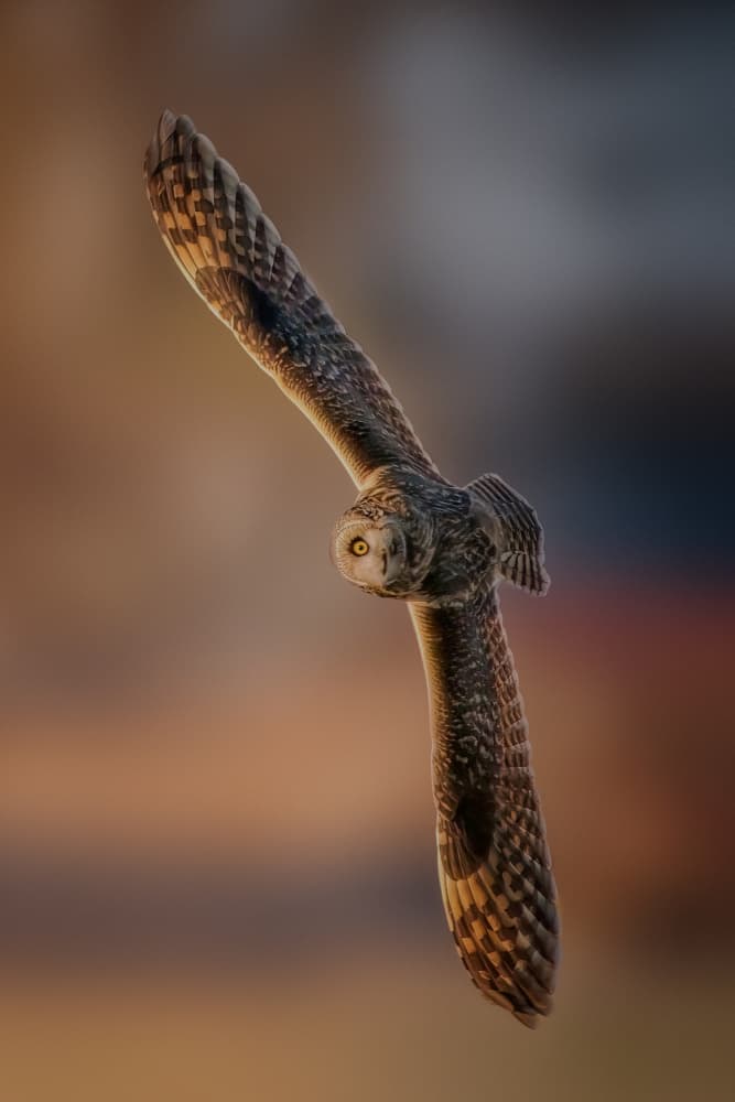 Flying Owl's Gaze by Jacob (Jian) Xu — canvas wall art