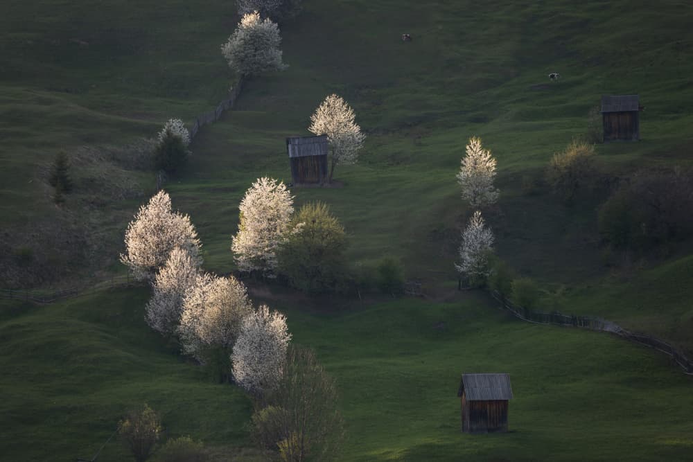 Blooming Green Hills by Alexandru Ionut Coman — canvas wall art