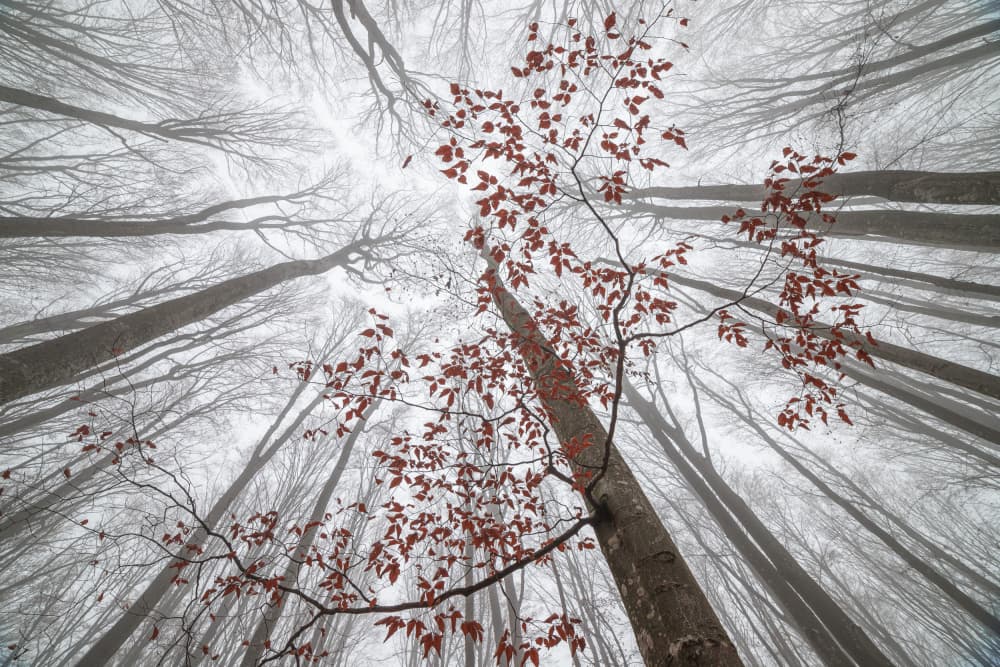 Misty Forest Red Leaves by Alexandru Ionut Coman — canvas wall art