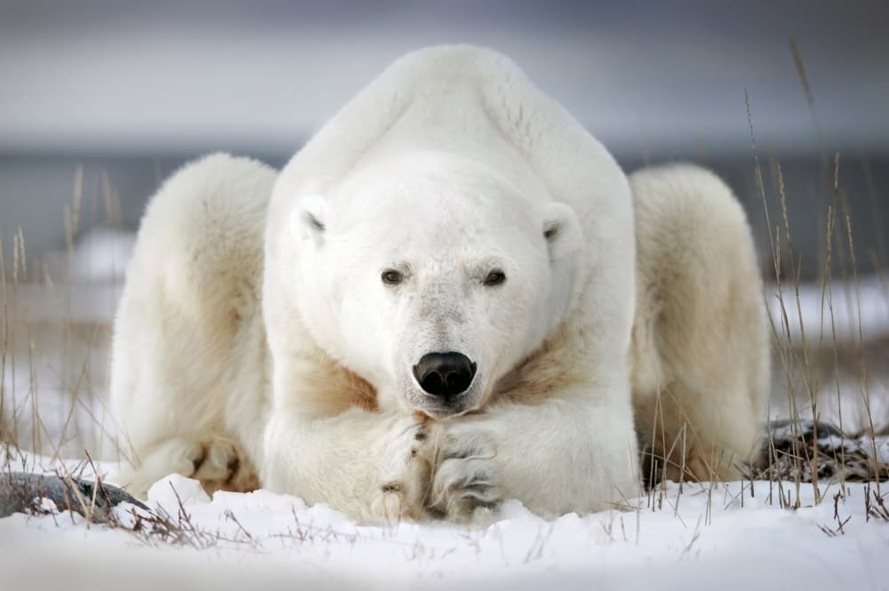 Majestic Polar Bear by Alberto Ghizzi Panizza — canvas wall art