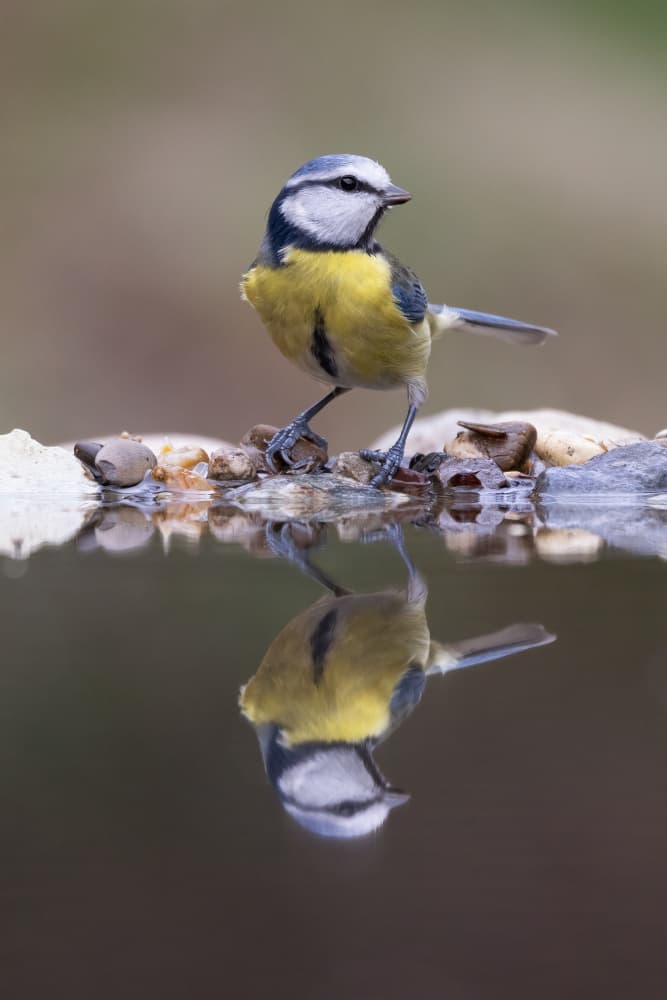 Blue Tit Reflection by Paolo Bolla — canvas wall art
