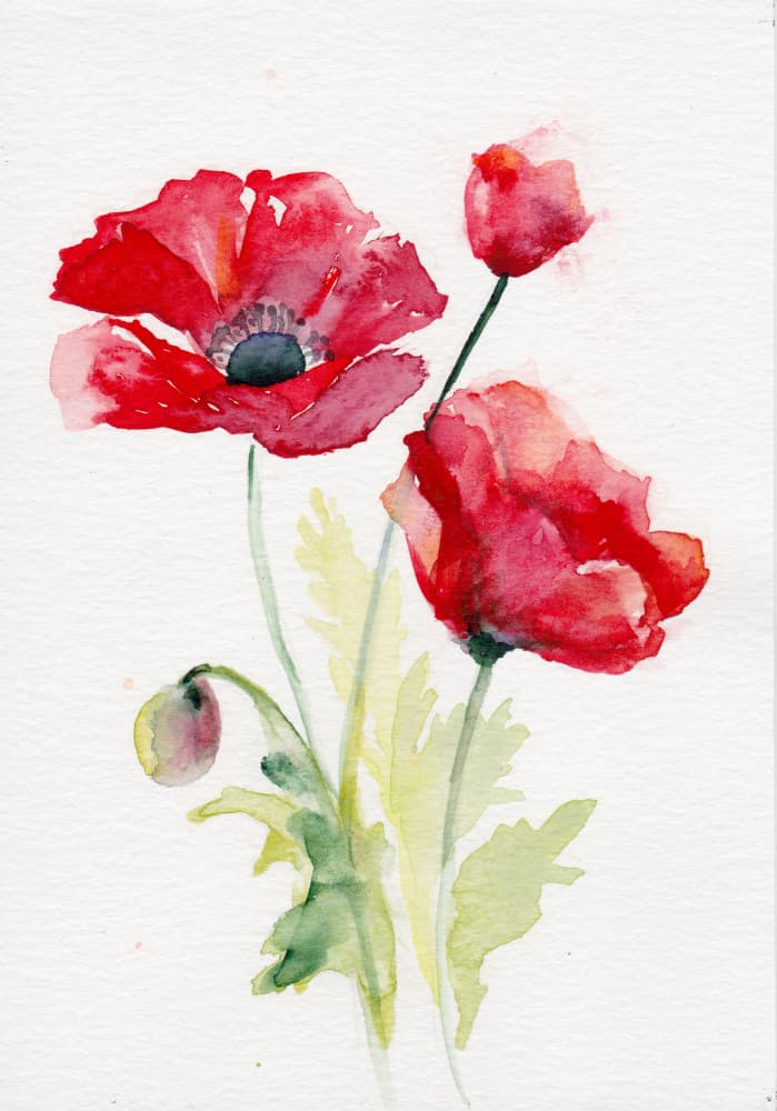 Red Watercolor Poppies