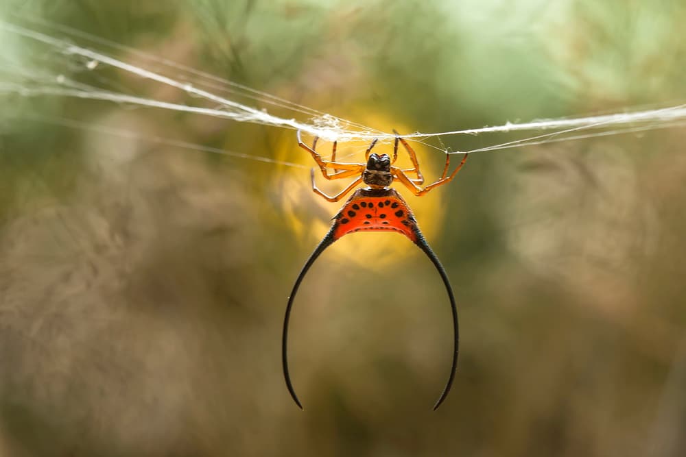 Long-Horned Orb-Weaver Spider by Abdul Gapur Dayak — canvas wall art