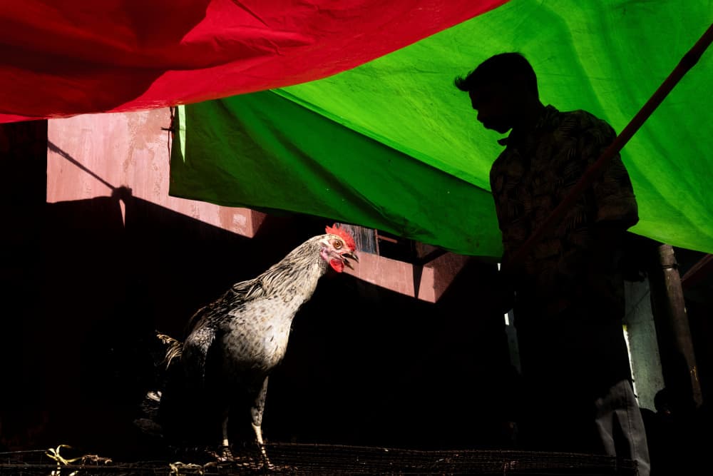Rooster and Man Silhouette by Kuntal Biswas — canvas wall art