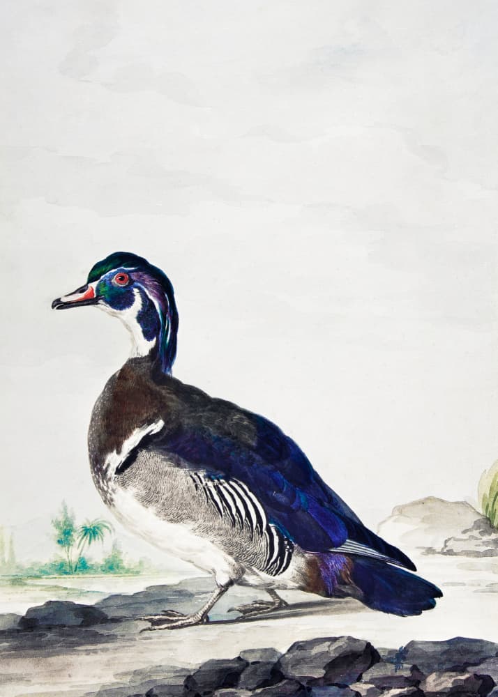 A Duck by Aert Schouman — canvas wall art