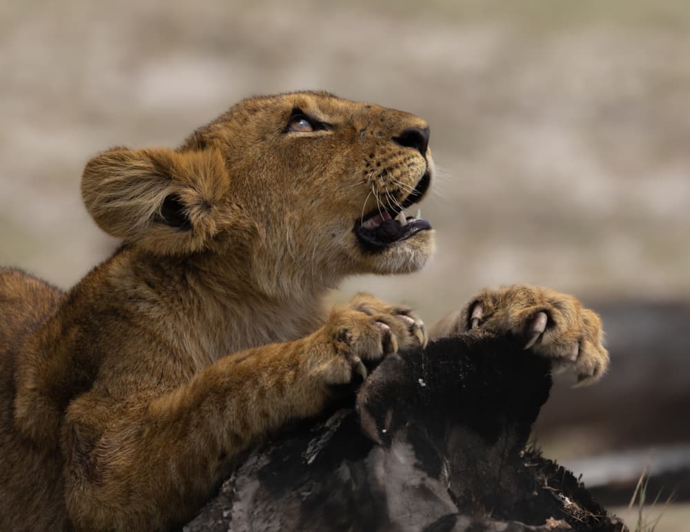 Playful Lion Cub by Silje Wessel Pettersen — canvas wall art