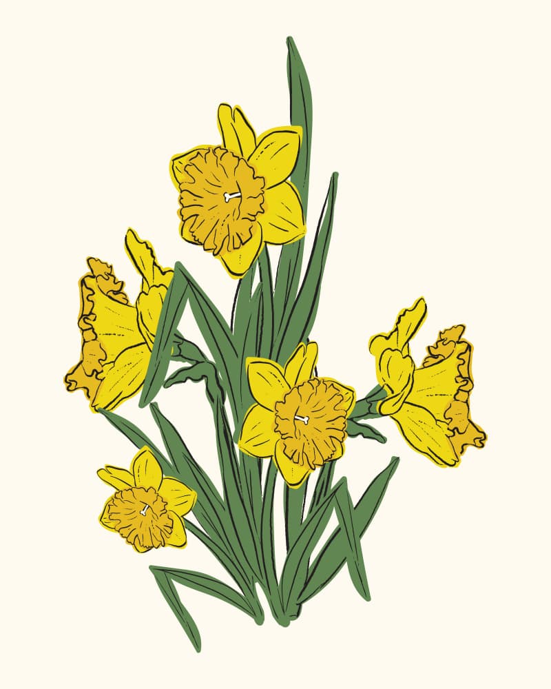 Vibrant Yellow Daffodils by Sonia Pal — canvas wall art