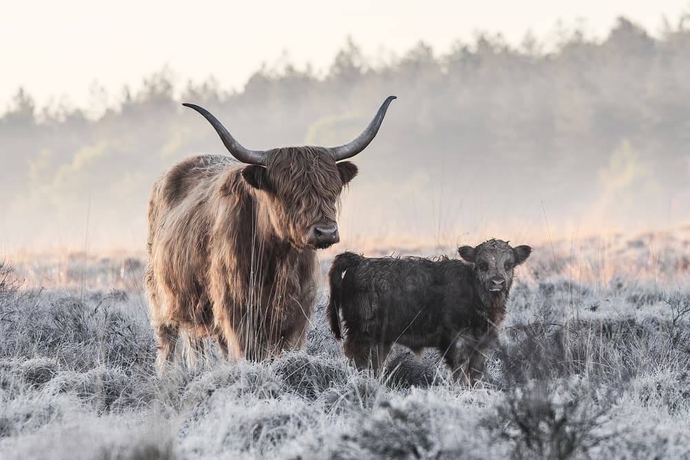 Highland Winter Family by Jaap van den Helm — canvas wall art