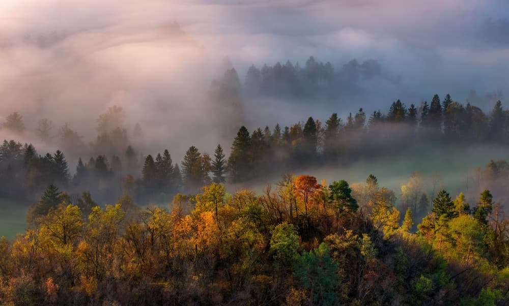 Misty Autumn Forest by Chong Q. Wu — canvas wall art