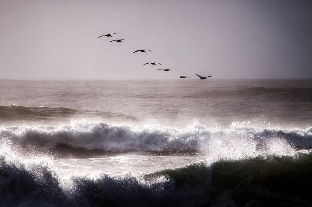 Wild Ocean Flight by David Rothstein — canvas wall art