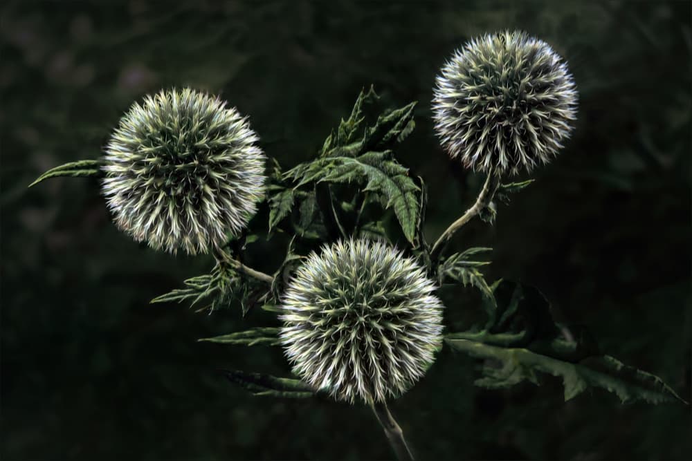 Elegant Thistle Globes by Gilbert Claes — canvas wall art