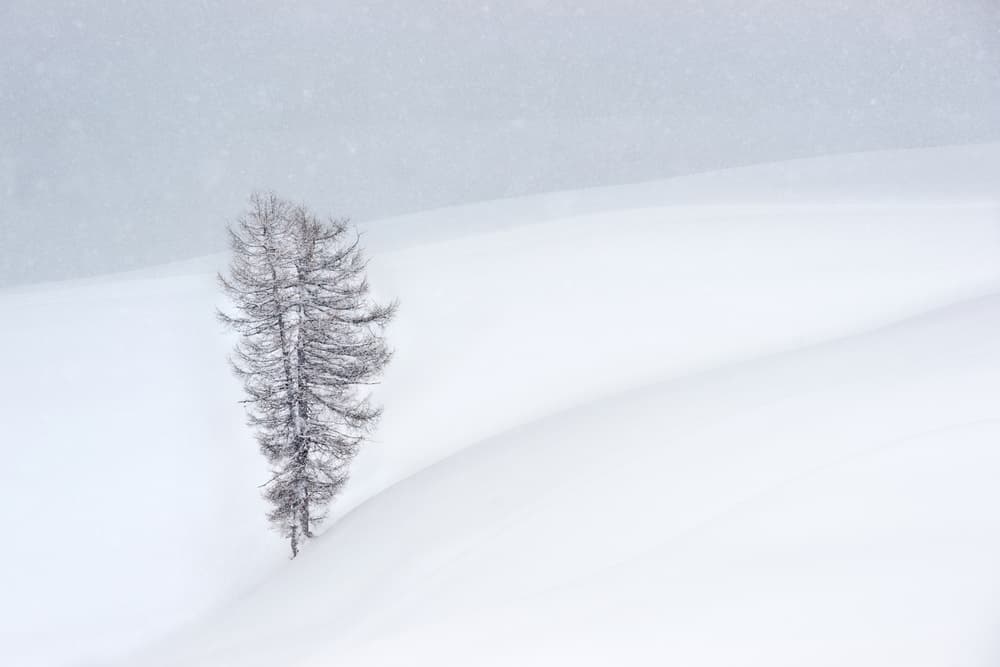 Solitary Winter Tree by Vito Miribung — canvas wall art
