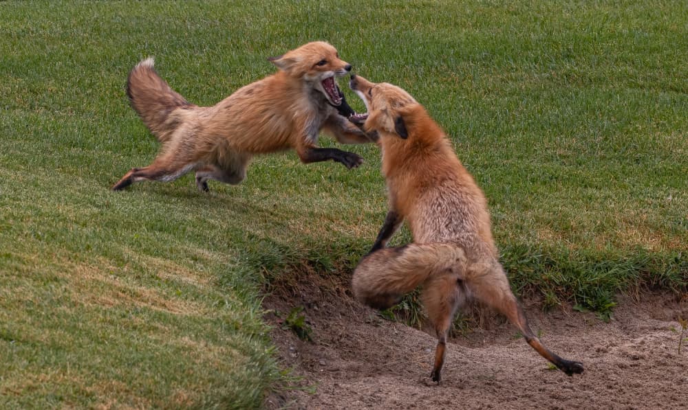 Wild Fox Encounter by Johnson Huang — canvas wall art