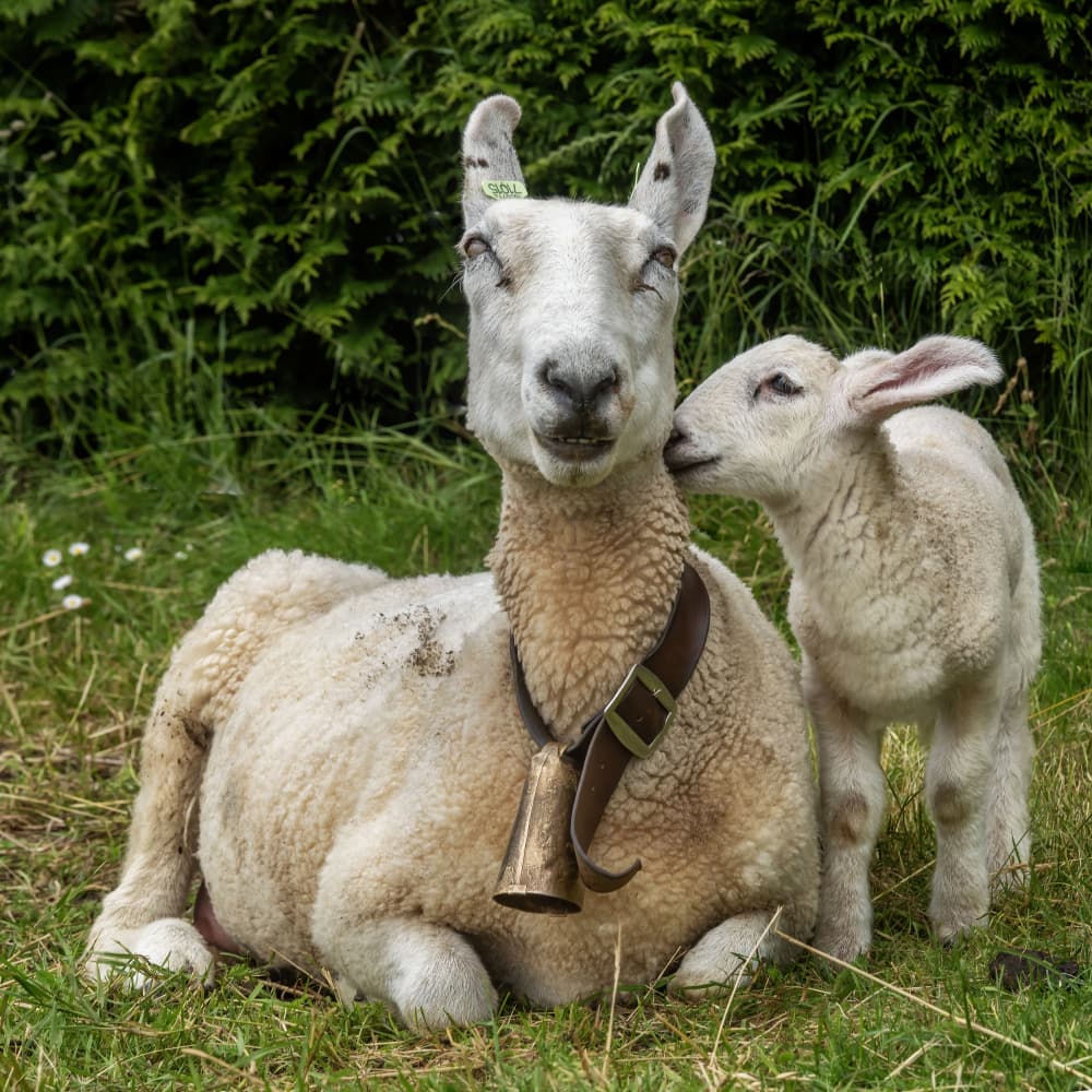 Lamb's Sweet Kiss by Gert van den Bosch — canvas wall art