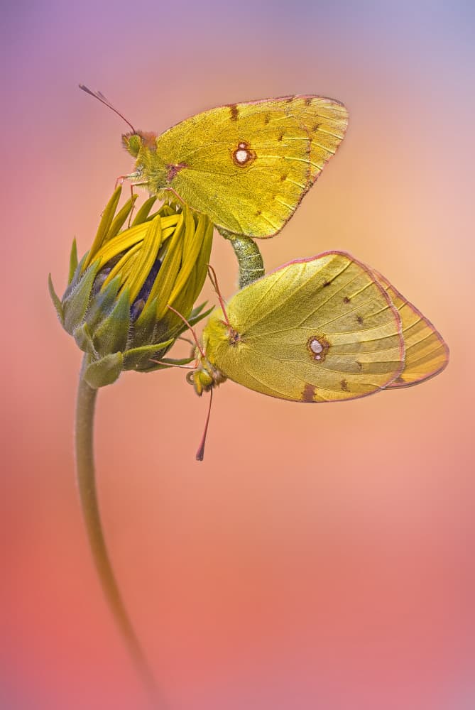 Yellow Butterflies Embrace by Fabrizio Daminelli — canvas wall art