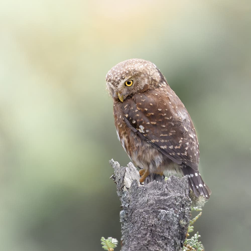 Observant Pygmy Owl by Lisandro PEREZ — canvas wall art