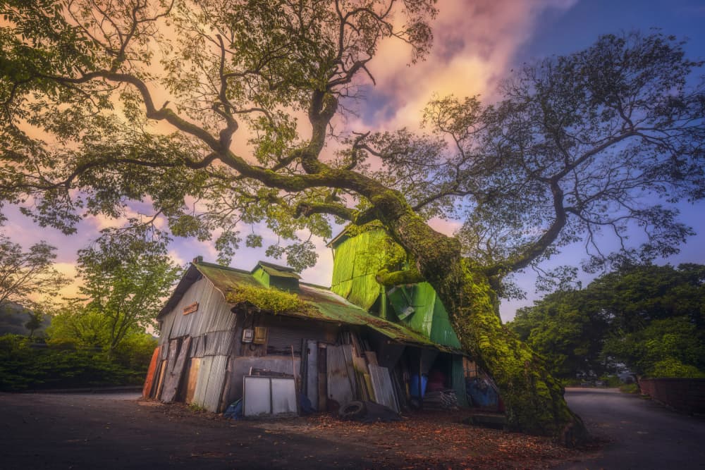 Mossy Tree Rustic Building by Tiger Seo — canvas wall art