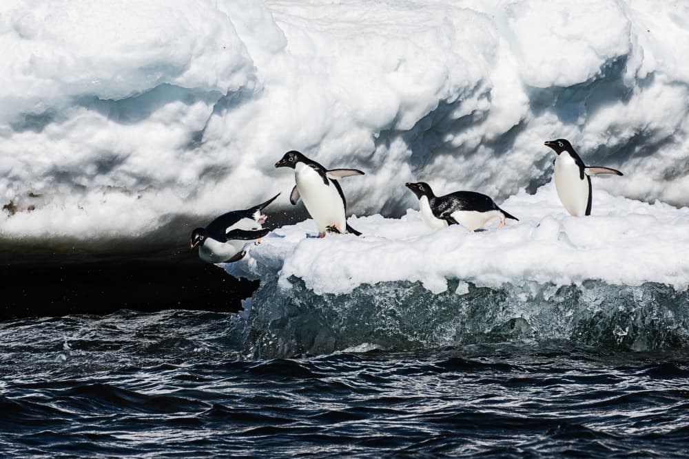 Penguins Take The Plunge by Siyu_Wei APA — canvas wall art