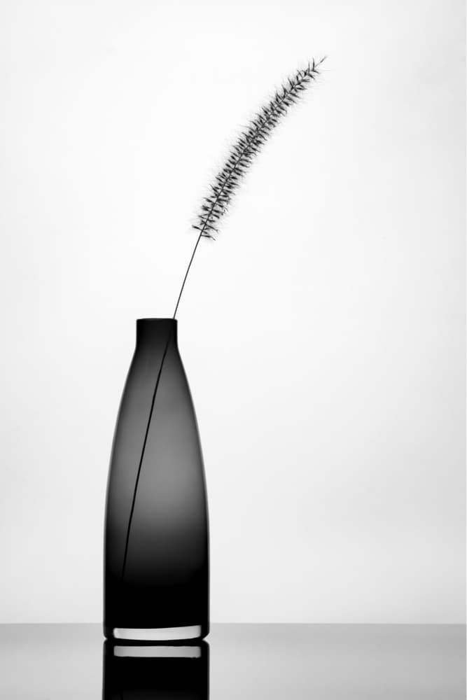 Elegant Single Stem by Eyal Amer — canvas wall art