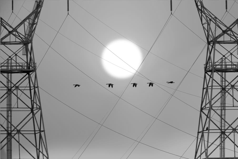 Geese Over Power Lines by Rob Li — canvas wall art