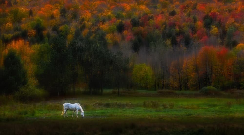 White Horse Autumn Field by Ruiqing P. — canvas wall art