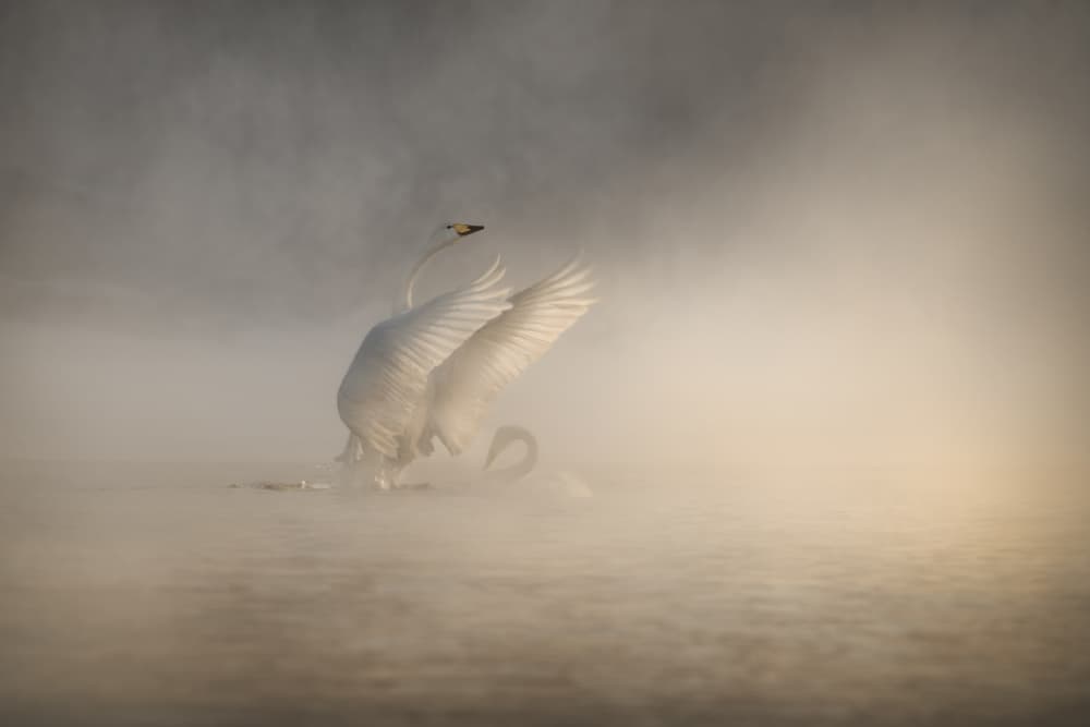 Swans in Golden Mist by Olga Rudchenko — canvas wall art