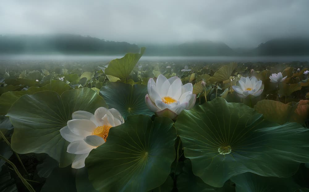 Misty Lotus Morning by Shanyewuyu — canvas wall art